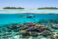 Sensasi Snorkeling di Kepulauan Karimunjawa Surga Laut Jawa